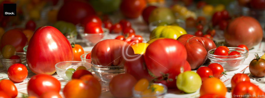 Tomatoes of different type and variety arranged on a table.