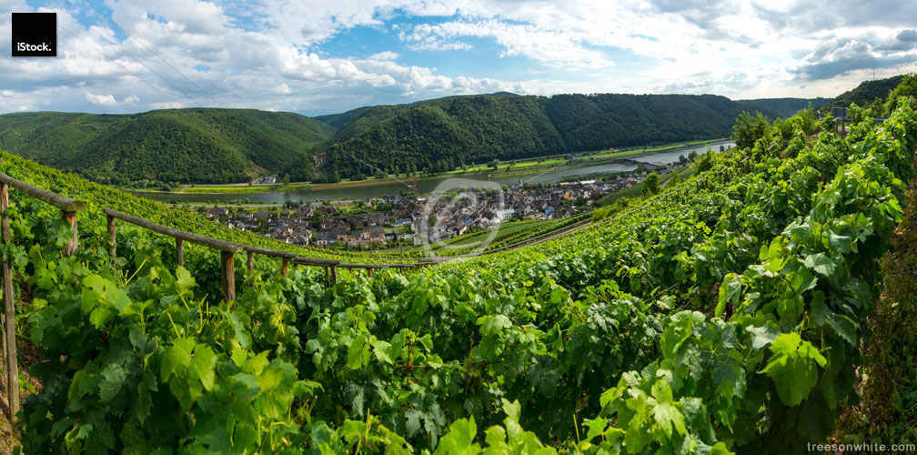 Moselle wine valley and the town of Müden, Germany.
