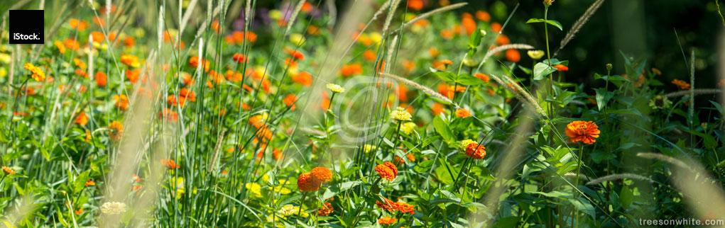 Pot marigold or Calendula officinalis red-orange speckled flower