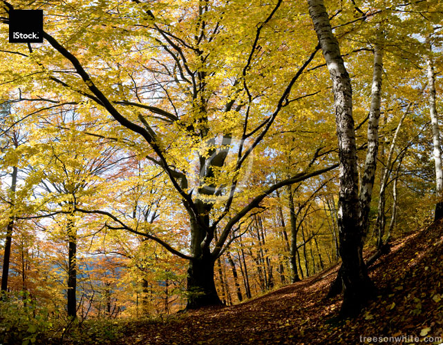 Beech tree in autumn with yellow foliage.