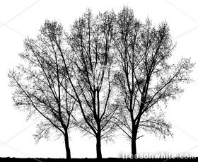 Black Trees Isolated On White.