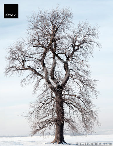 Oak tree (Quercus robur) in winter, high resolution image.