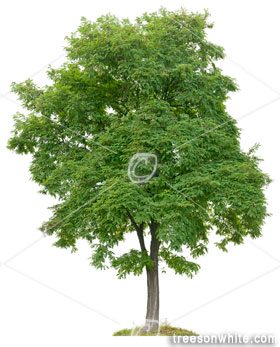 Trees Isolated On White