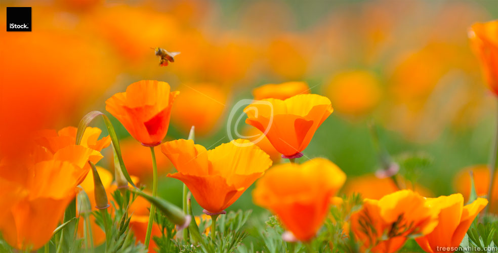 California Poppy Close-up with pollinating bee, Panoramic Image.