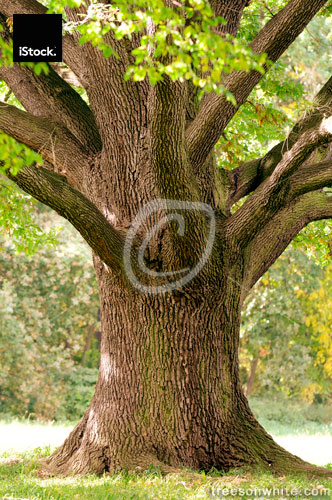 Trunk Close-Up of Old Oak Tree in Late Summer.