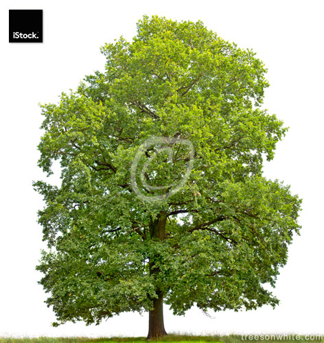 Large English Oak (Quercus robur) isolated on white.