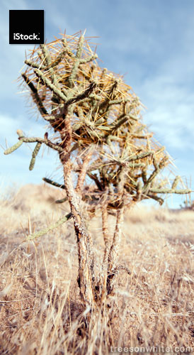 Small Pencil Cholla Cactus (Cylindropuntia ramosissima) in Joshua Tree National-Park