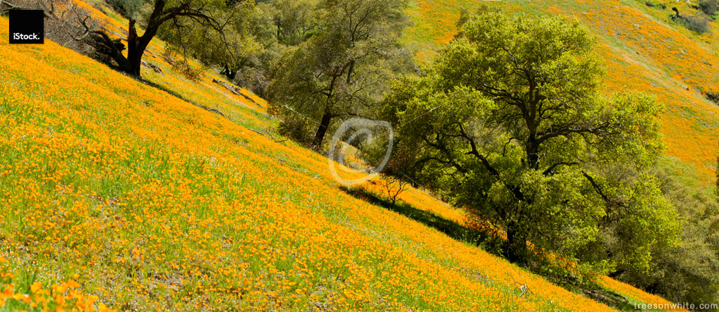 Vast fields of Golden Poppies with California Black Oak