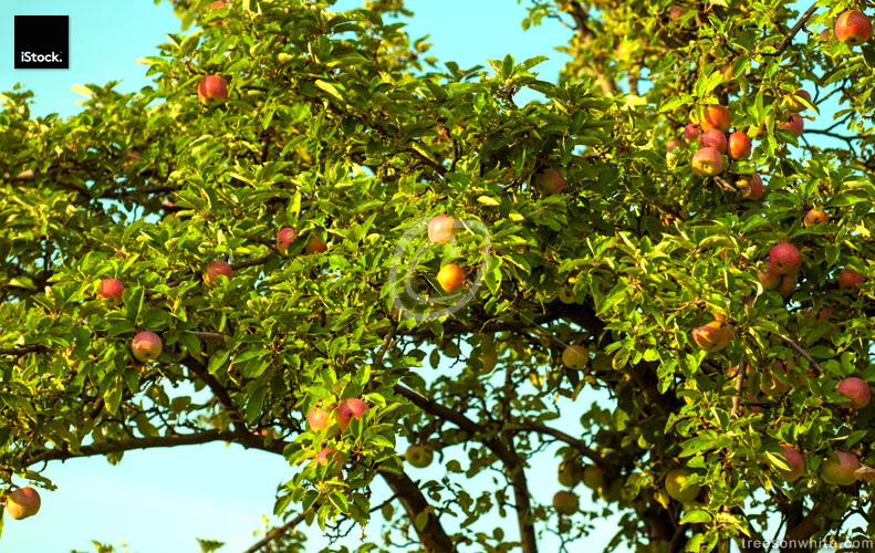 Red Apples on Apple Tree (Malus domestica) in late summer.