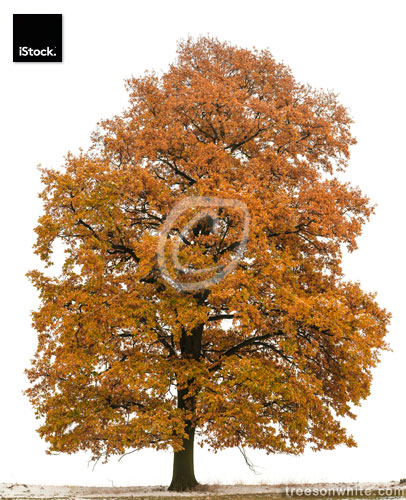 Large English Oak (Quercus robur) in Autumn isolated on white.
