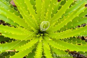 Plant Close-Ups: Details of Nature.