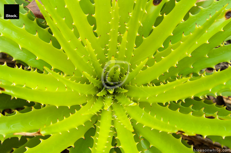 Green succulent close-up (Dyckia enchilirioides)