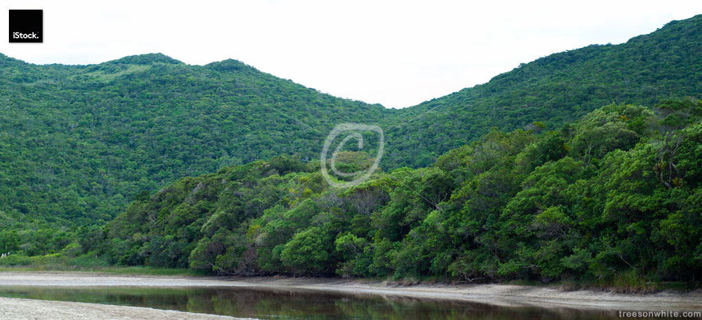 Tropical woodlands along the coast of Santa Catarina, Brazil.