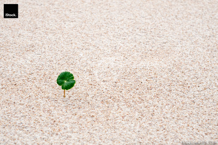 Beach background with single, green plant.