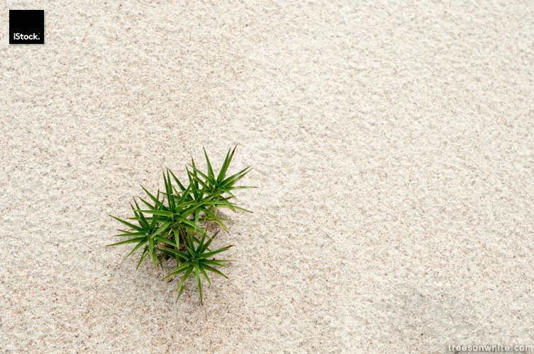 Beach background with green plant.