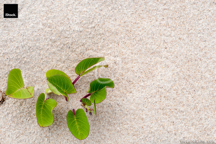 Beach background with green plant.