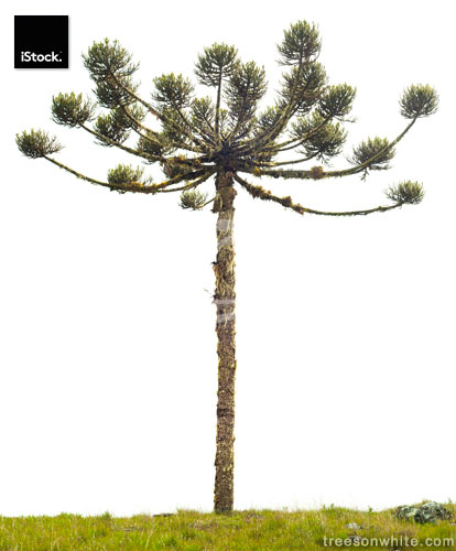 Old Brazilian Pine (Araucaria angustifolia) isolated on white