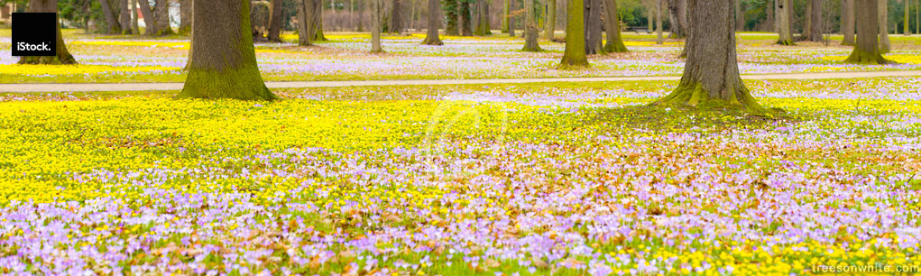 Spring flowers (Eranthis hyemalis and Crocus vernus) in park, pa
