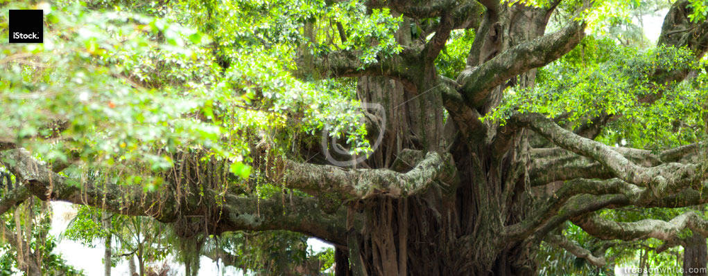 Giant tropical fig tree (Ficus) panoramic image.