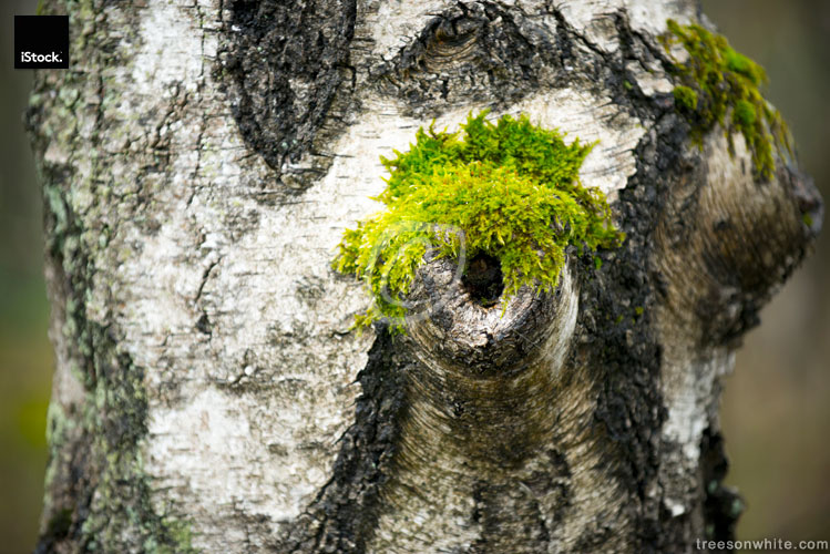 Trunk of moss covered Birch (Betula pendula), Close-Up.