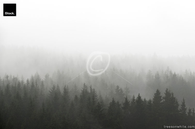 Dark Spruce Wood Silhouette Surrounded by Fog on white.