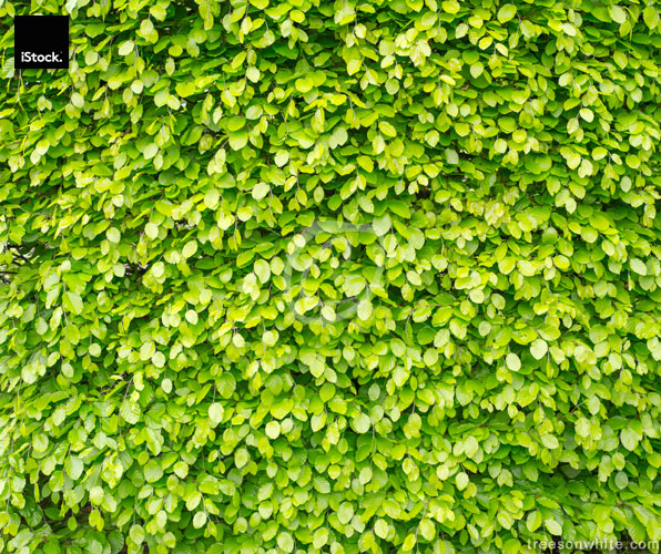 Clipped beech hedge in spring with green leafs.