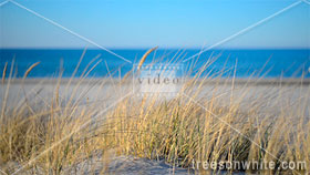 Grass on Beach Dunes along Baltic Sea at sunset.