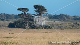 Two cedar trees on windy meadow along coast of Caliofornia.