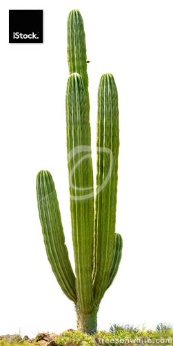 Mexican Cardon Cactus (Pachycereus pringlei) isolated on white.