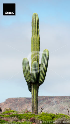 Mexican Cardon Cactus (Pachycereus pringlei) in Baja California.