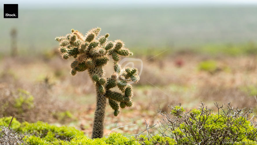 Teddy Bear Cholla (Opuntia/ Cylindropuntia bigelovii) in Baja Ca