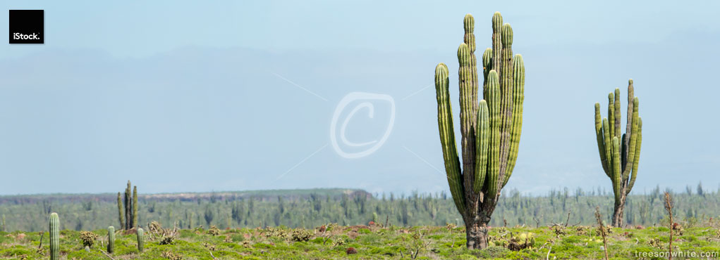Panoramic desert landscape with old Mexican Cardon Cactus (Pachy