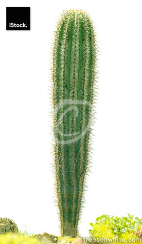 Small Mexican Cardon Cactus (Pachycereus pringlei) isolated on w