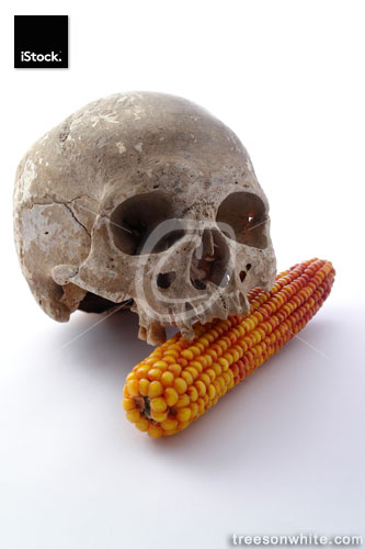 Deadly genetic modified cob with human skull.