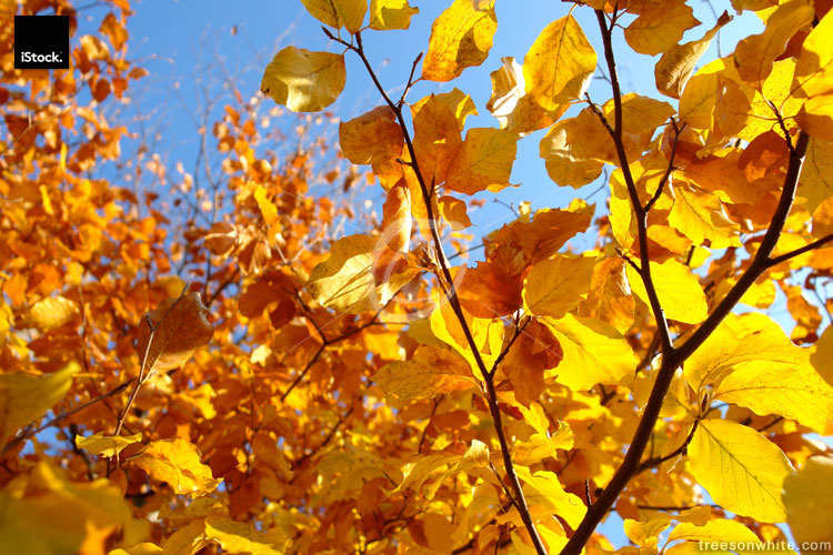 Beech tree in autumn with Yellow leafs and blue sky