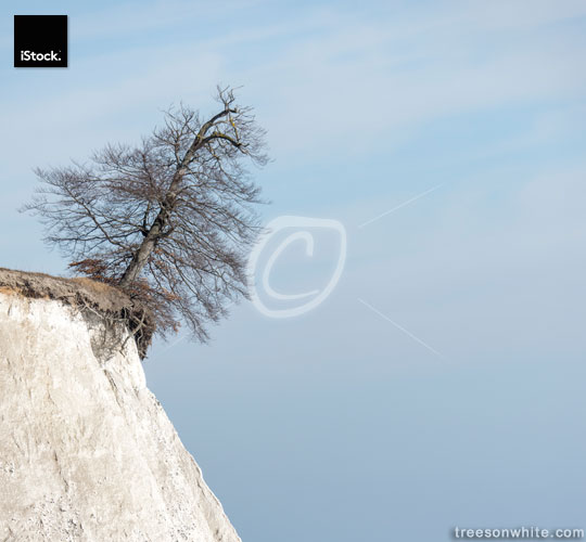 Tree at the edge of chalk cliffs, Ruegen (Baltic Sea).
