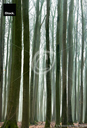 Beech wood trunks vertical background image.