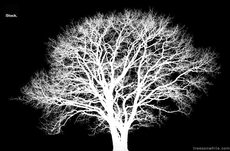 White English oak tree (Quercus robur) in winter isolated on_black