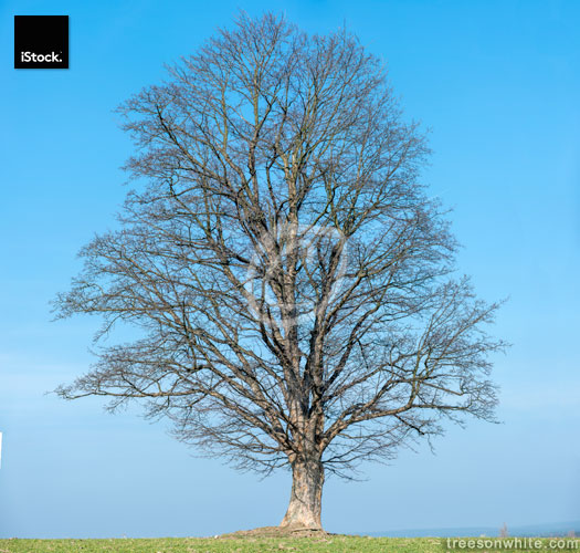 Sycamore maple (Acer pseudoplatanus) in winter isolated on blue