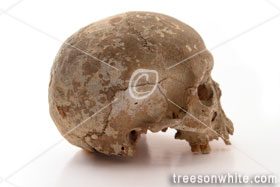 Human Skull isolated on White.