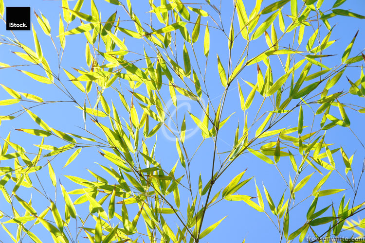 Bamboo leaves against the sky