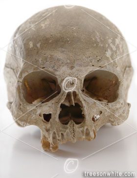 Human Skull isolated on White.