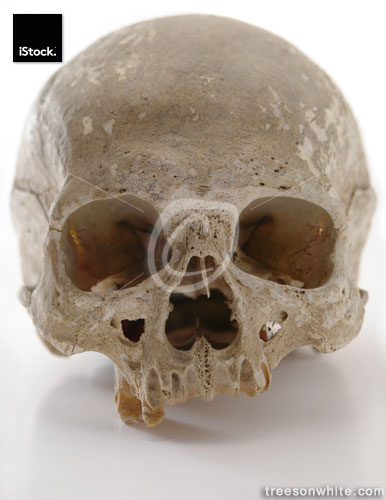High resolution image of human Skull