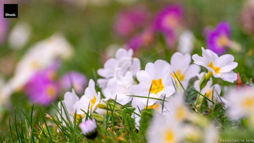 Spring easter meadow with colorful primroses (Primula vulgaris),