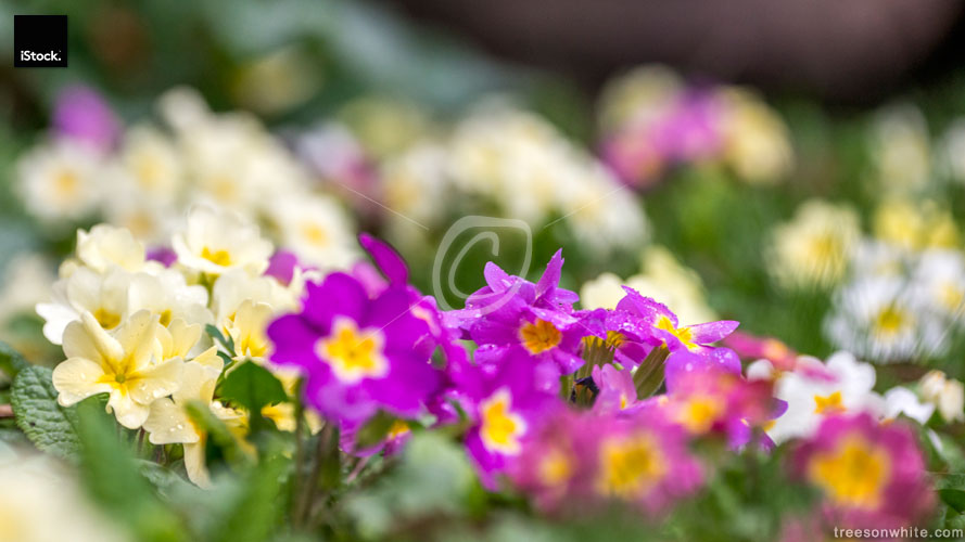 Spring easter meadow with colorful primroses (Primula vulgaris),