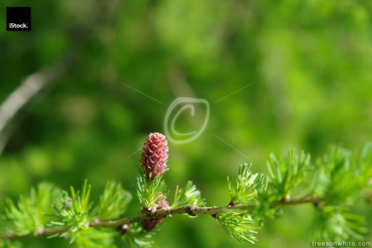Young seed cone from European Larch
