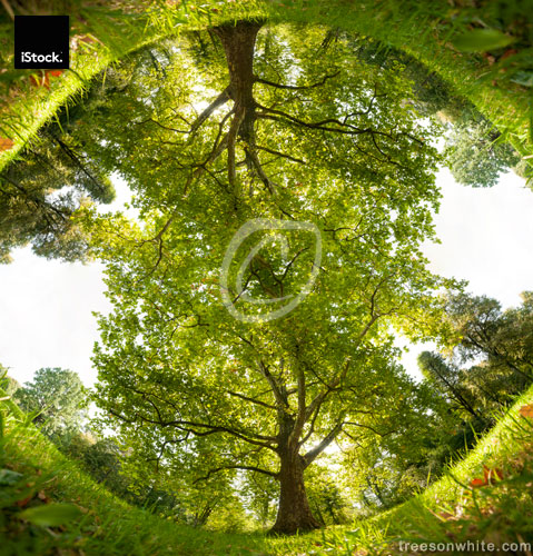 360° View of Park Tree and Grass, mirrored.