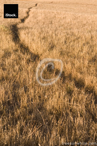 Dry grassland in late summer with path going to nowhere.