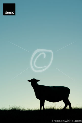 Sheep isolated in front of blue sky.