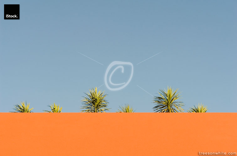 Palm plants behind wall isolated in front of blue sky.
